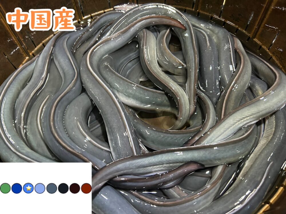 中国産鰻