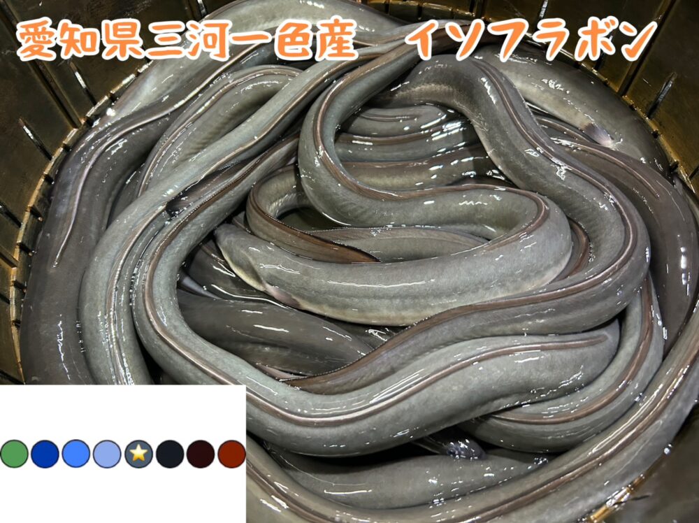 愛知県三河一色産